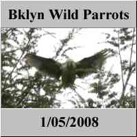 Brooklyn Wild Quaker Parrot Safari - brooklynparrots.com - NYC