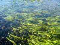 000826 Long Island NY Nissequogue River seaweed