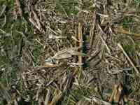 031101 Millsboro DE Punkin Chunkin Harvested Cornfield
