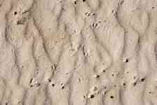 070906 Bermuda 9Beaches sand 2