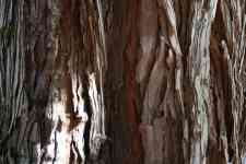 080803 Santa Barbara CA redwood tree